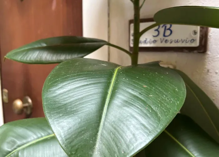 3b Vesuvio 펜션 나폴리