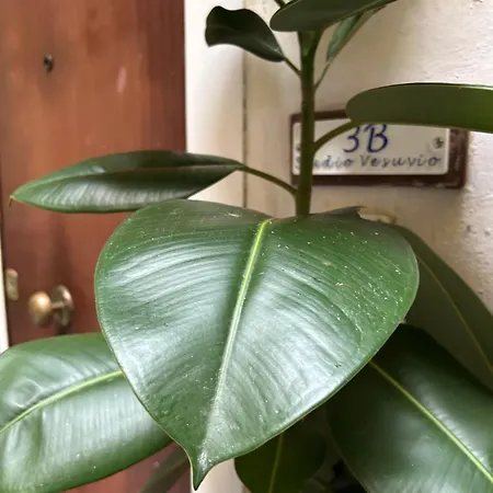 3b Vesuvio Tatil Evi Napoli